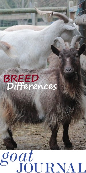 breed-temperament-differences